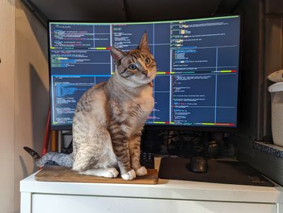 A grey and white cat sits on a wooden wristrest on a desk in front of a computer keyboard and monitor. the monitor displays several text editor windows showing source code. the cat is staring past the camera into the distance as if to say, 'I have no idea what I am doing.'